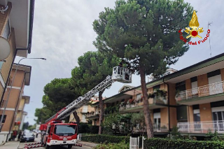 Fermo - Pianta pericolante abbattuta dai Vigili del Fuoco